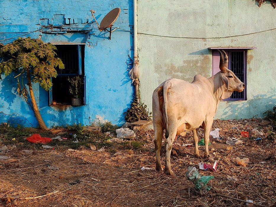 india - photo w. prokschi